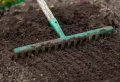 Quand et comment planter les oignons en 2023 ? Plantez-les à partir de bulbes pour récolter de grosses têtes