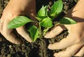 Quand et comment planter des pieds de poivrons en pleine terre pour avoir de beaux fruits ?