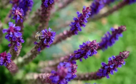 quand tailler la sauge arbustive fleurs violettes