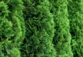 Comment et quand couper une haie de thuya trop haute ? Excellents conseils pour grader de l’intimité tout au long de l’année !