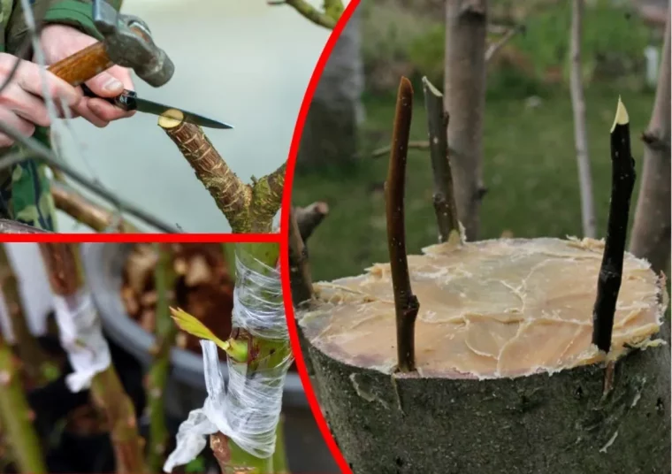 quand transplanter un arbre fruitier