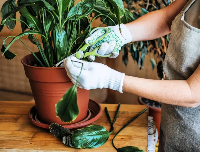 que faire des feuilles mortes du spathiphyllum