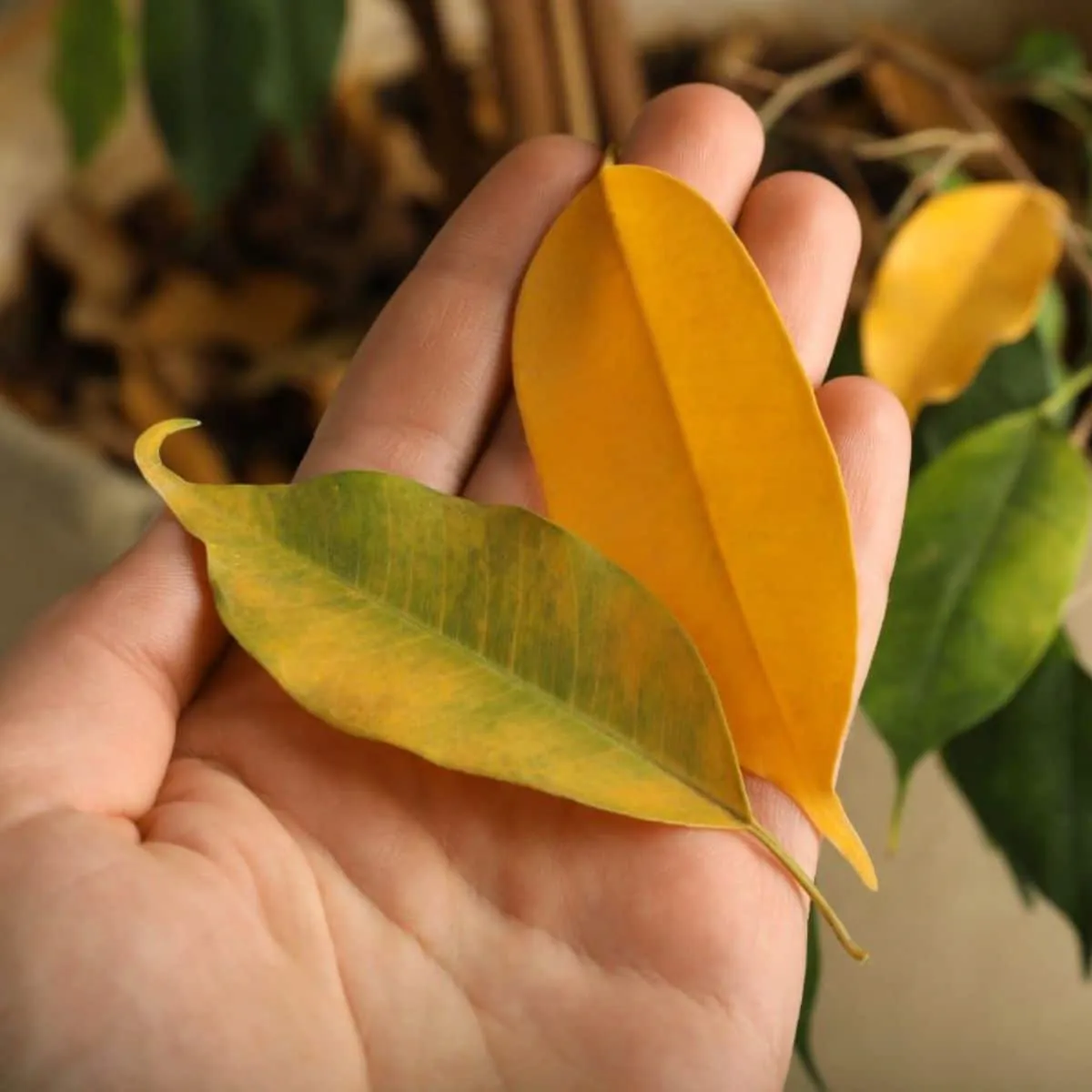 Qué hacer para evitar que se caigan las hojas de ficus
