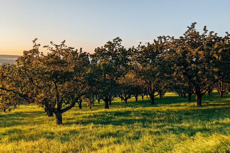 que mettre au pied des arbres fruitiers guide pratique amendement verger