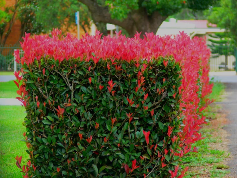 quel arbuste peut on planter en ce moment feuilles rouges photinia