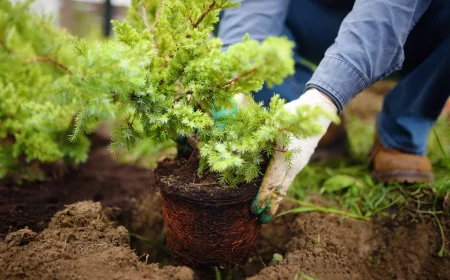 quel arbuste planter au mois de mars terre motte gants