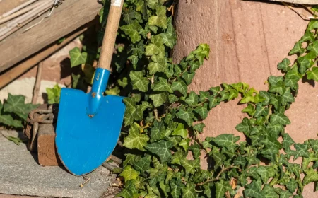 quel desherbant pour detruire le lierre jardin plante grimpante