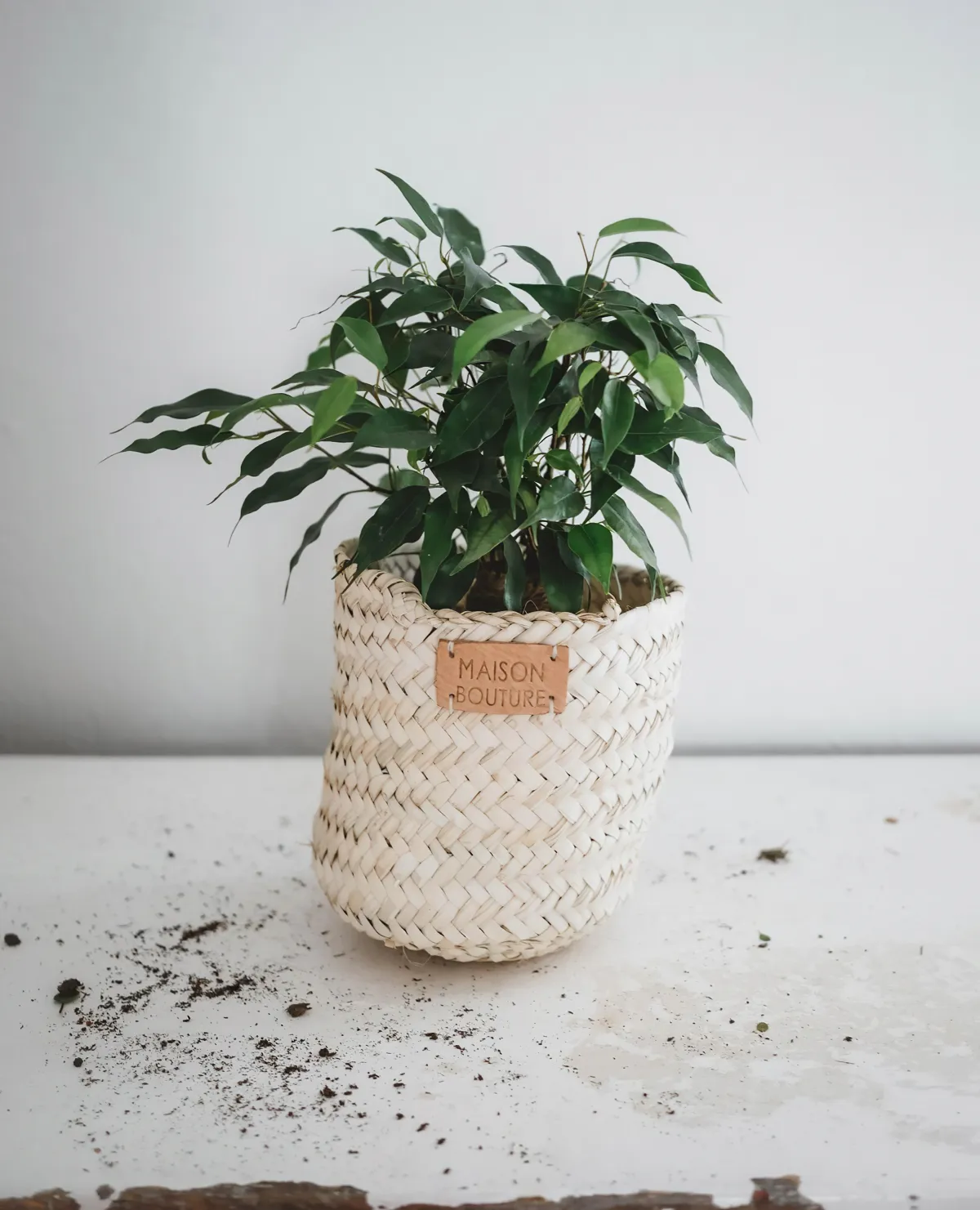 quel emplacemnet pour un ficus benjamina