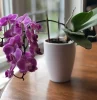 quel engrais pour faire fleurir les orchidees pot lumiere conditions floraison