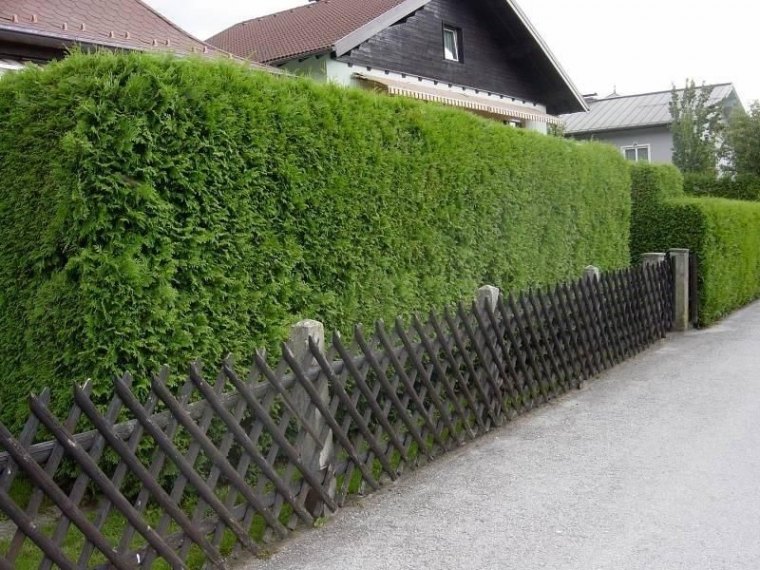 quel est l'arbre qui pousse le plus vite en france