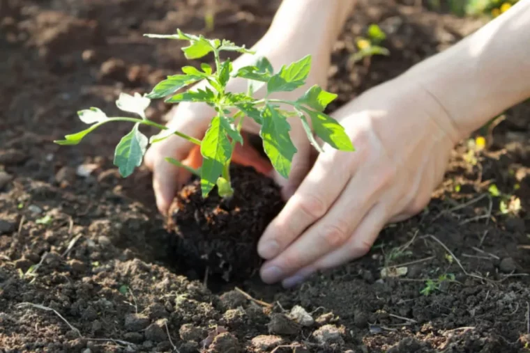 quel est le meilleur moment pour planter des tomates.jpg