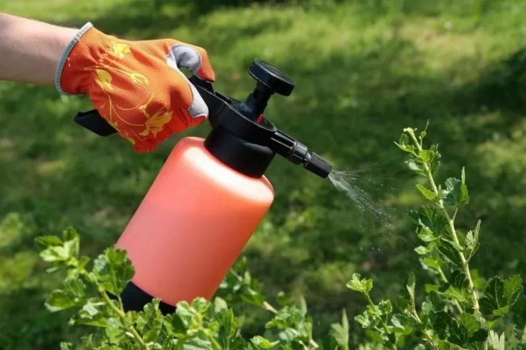 quel légume aime la cendre de bois