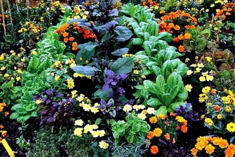 quel legume au potager association