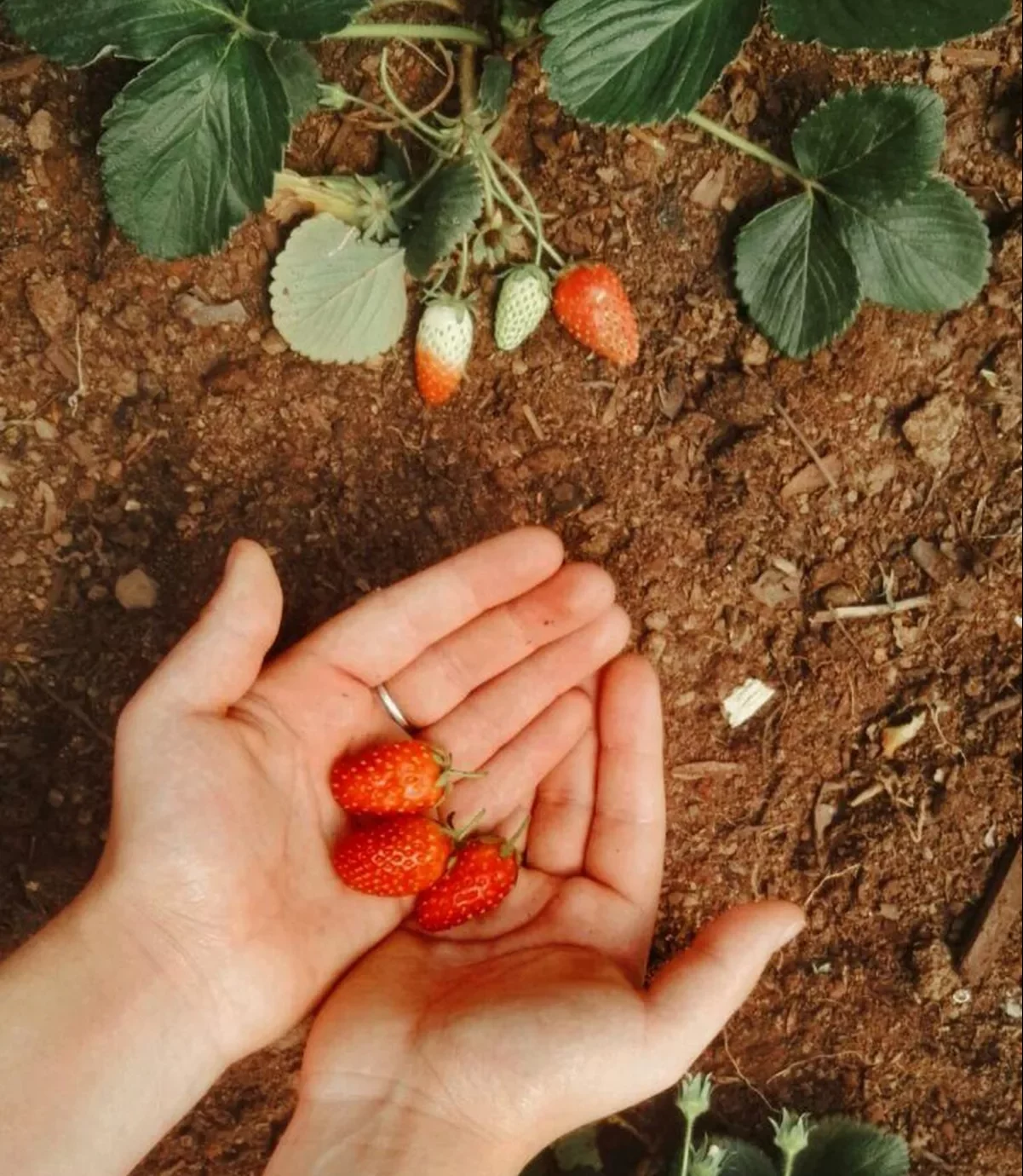 quel terreau et engrais pour planter des fraises sucrées