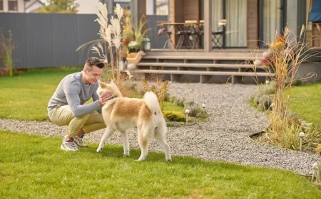 quelle surface de terrain pour un chien gravier pelouse taches