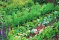 Quelles épices planter dans un potager pour protéger et booster les légumes ? Liste complète des bons compagnons