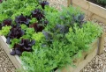 Quelles épices planter dans un potager pour protéger et booster les légumes ? Liste complète des bons compagnons