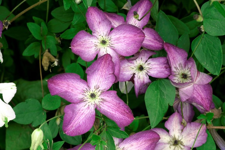 quelles sont les vivaces grimpantes a croissance rapide a planter au printemps fleurs roses