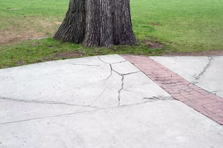 racines d'un arbre qui fissurent le bitume