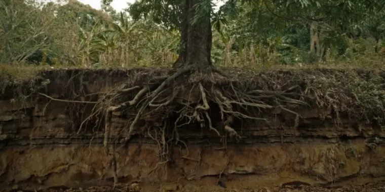 racines pourries d'un arbuste en foret