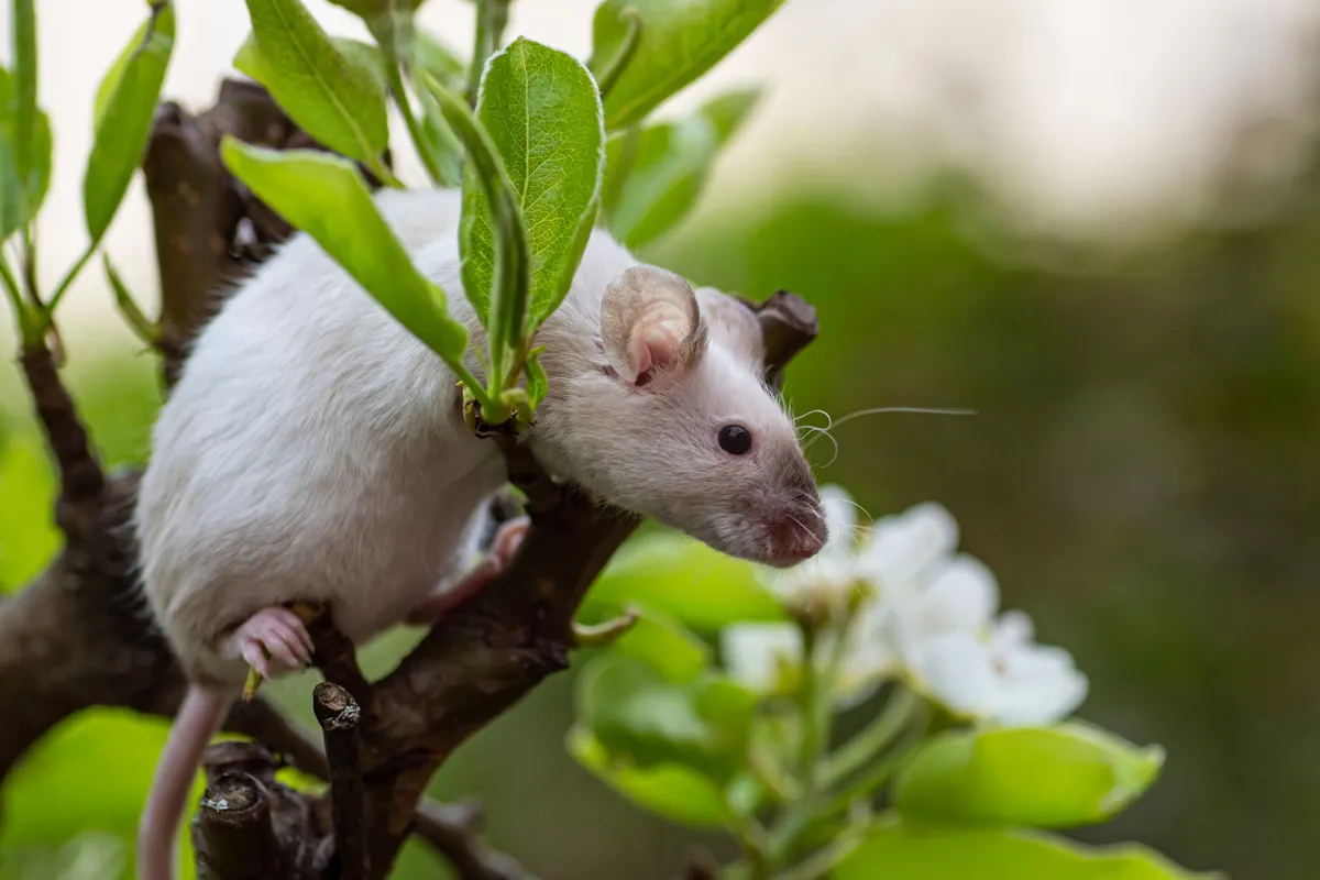 rat blanc dans un arbre se débarasser des rongeurs jardins