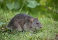 Trou de rat dans le jardin : que faire ? Conseils et solutions simples pour éloigner les intrus