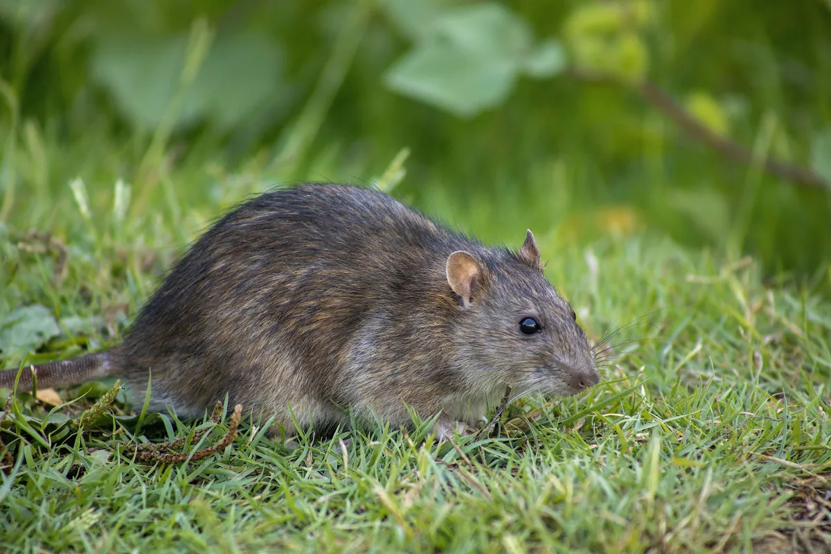 rats jardin gazon odeur deteste rongeur faire fuir intrus