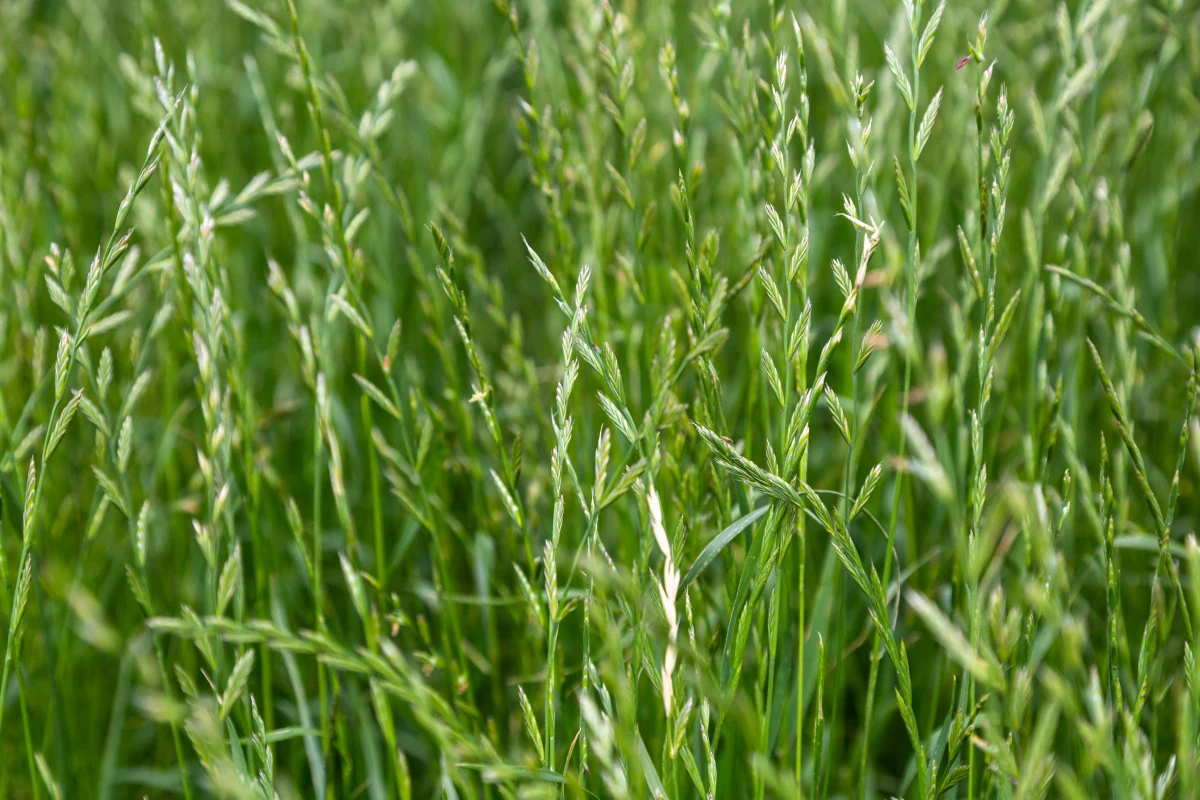 ray grasse anglais herbe verte jardin