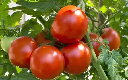 recolte abondante de tomates rondes rouges sur fond de feuillage et tige de plante de tomate