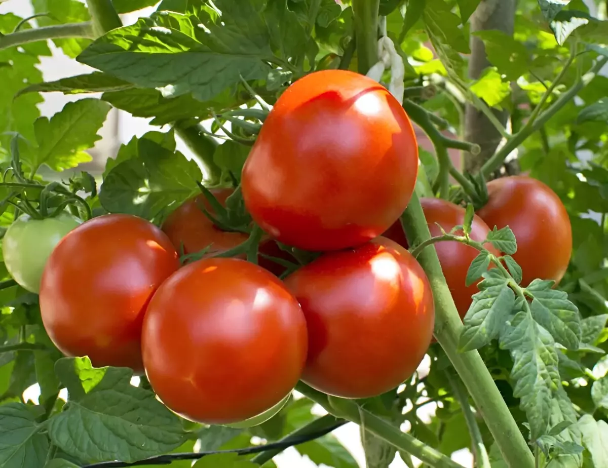 recolte abondante de tomates rondes rouges sur fond de feuillage et tige de plante de tomate