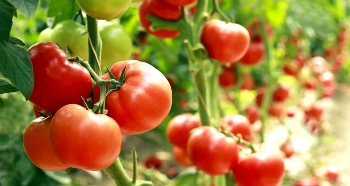 recolte de tomates bien rouges