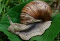 Comment lutter contre limaces et escargots au potager ? Méthodes simples à appliquer dès maintenant