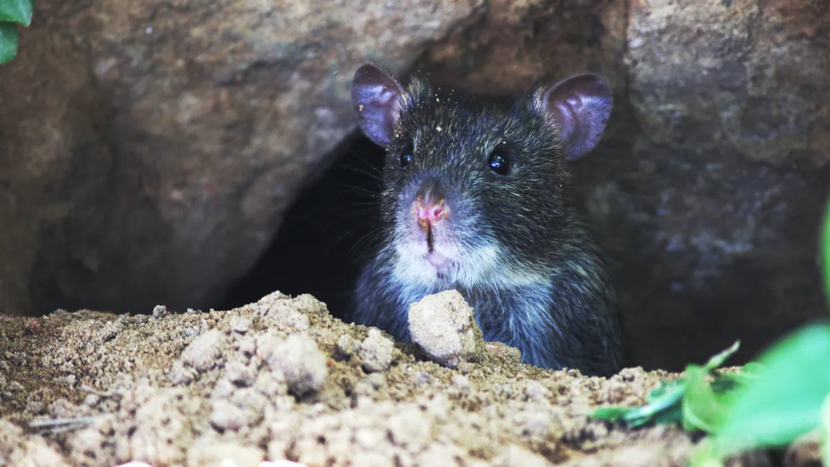 rongeur jardin abri trou nourriture rat methode naturelle