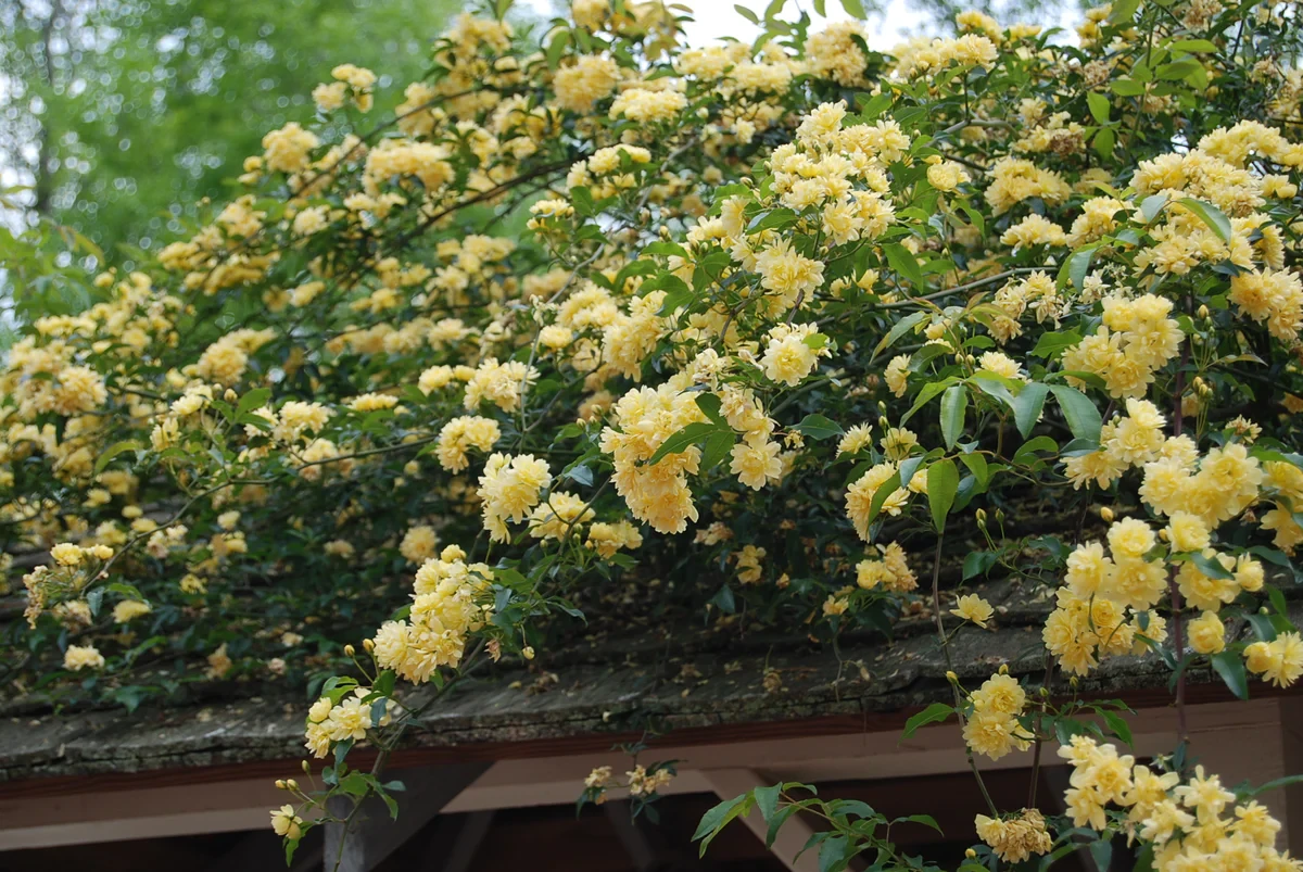 rosier de banks fleurs jaunes feuilles vertes toit en bois