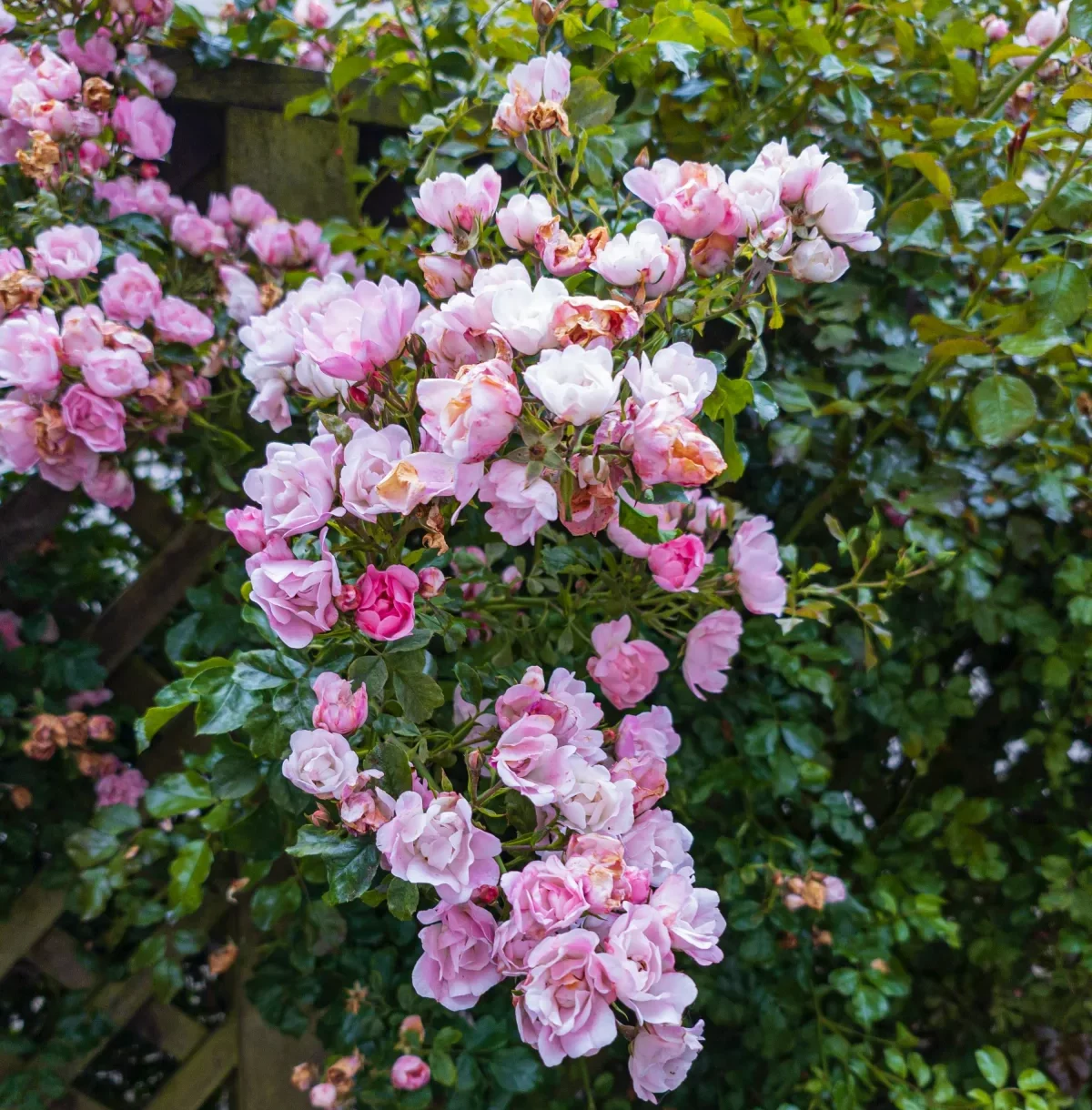 rosier grimpant plante grimpante fleurie idéale pour une brise vue végétale