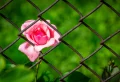 TOP des arbustes et plantes grimpantes à croissance rapide et feuillage persistant pour grillage fleuri loin du regard des voisins !