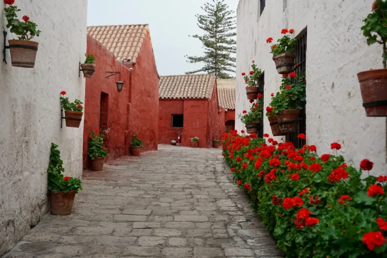 rue pavee facade maison bordure de geraniums rouges culture plantes exterieures
