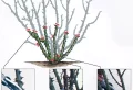 Comment tailler des rosiers tiges au printemps : les bonnes méthodes pas à pas