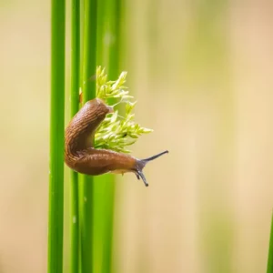 Comment lutter contre limaces et escargots au potager ? Méthodes simples à appliquer dès maintenant