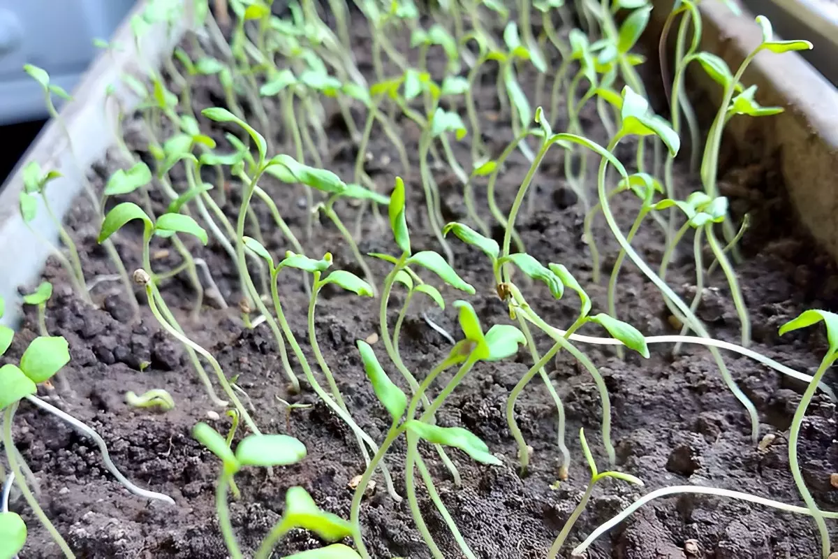 semis de tomates qui filent