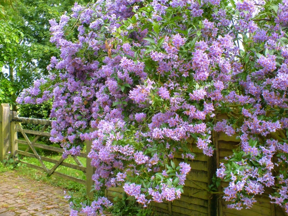 solanum grimpant fleurs violettes mur