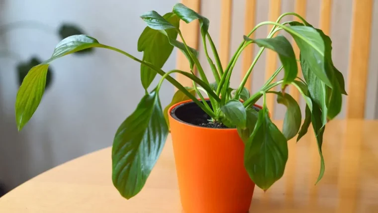 spathiphyllum aux feuilles tombantes causes et remedes