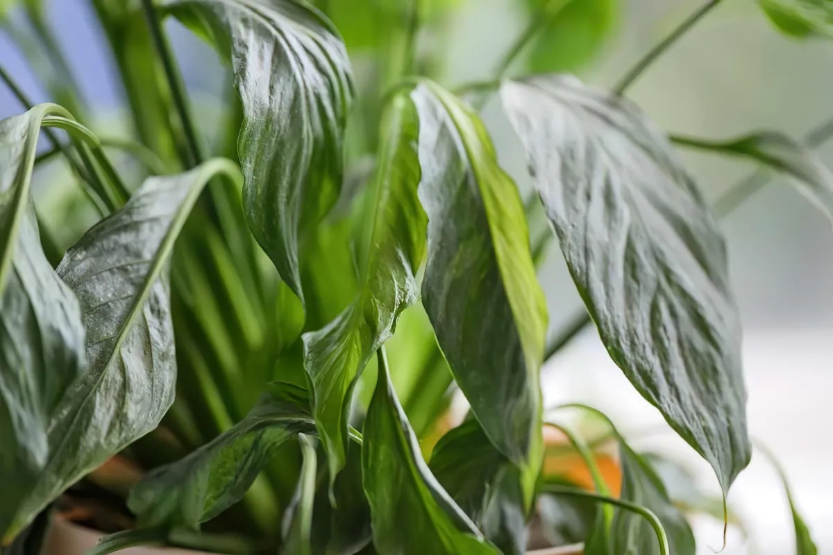Spathiphyllum Feuilles Molles Tombantesnull