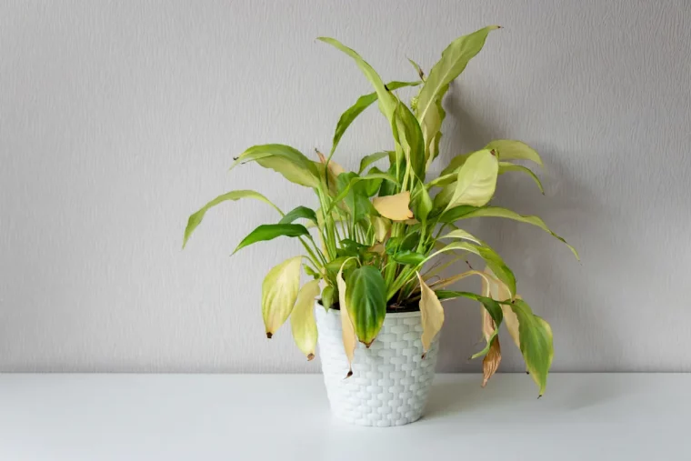 spathiphyllum aux feuilles tombantes que faire pour revivre la plante