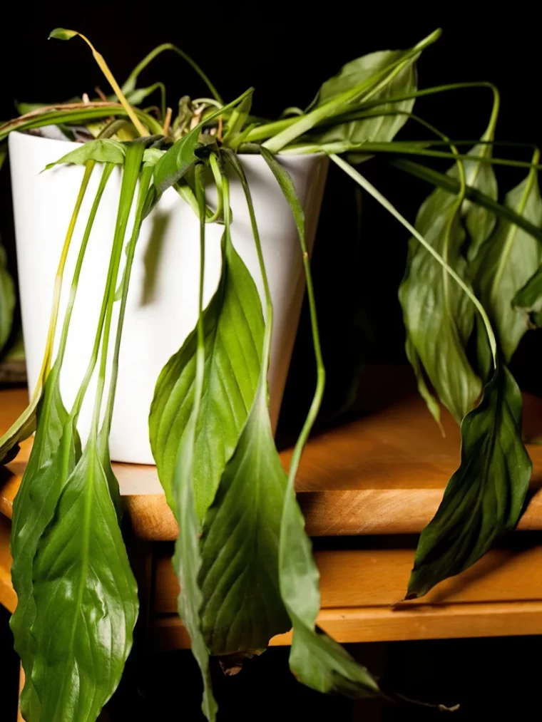 spathiphyllum mourant causes signes et traitement