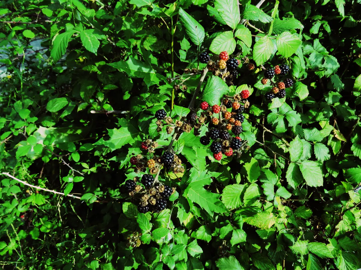 supprimer les ronces naturellement arbuste feuillage dense fruits