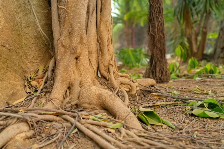 systeme racinaire arbre destruction produits naturels environnement devitalisation racines