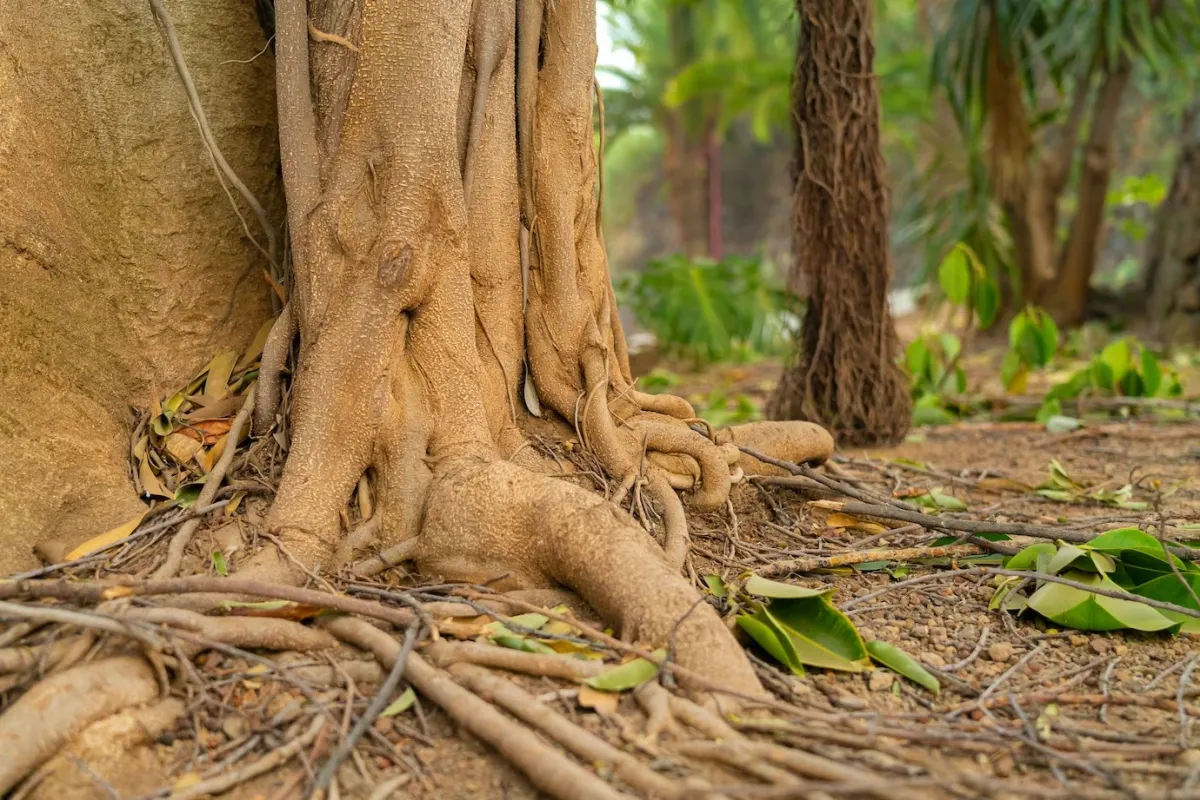 systeme racinaire arbre destruction produits naturels environnement devitalisation racines