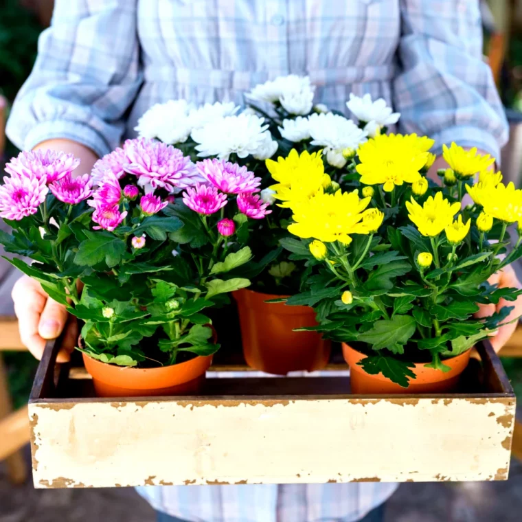 taille et entretien des chrysanthemes fleurs en pot