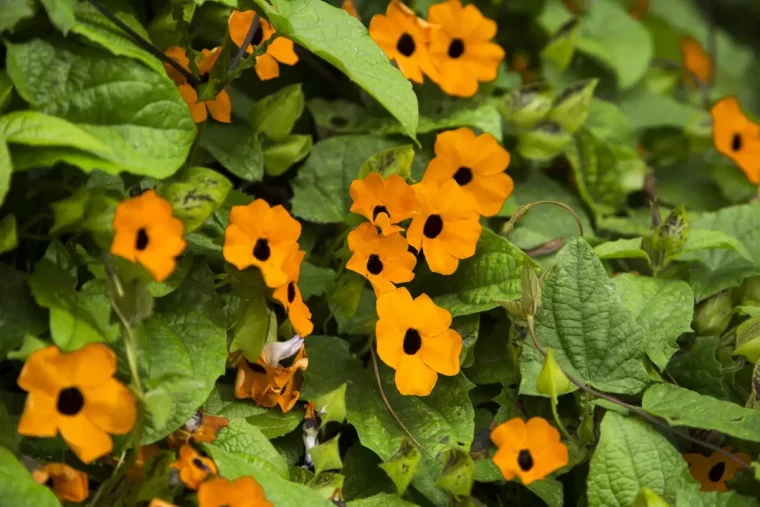 thunbergia alata grimpante cloture fleurs oranges feuilles vertes